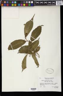 Grewia lepidopetala image