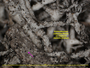 Echinothecium cladoniae image