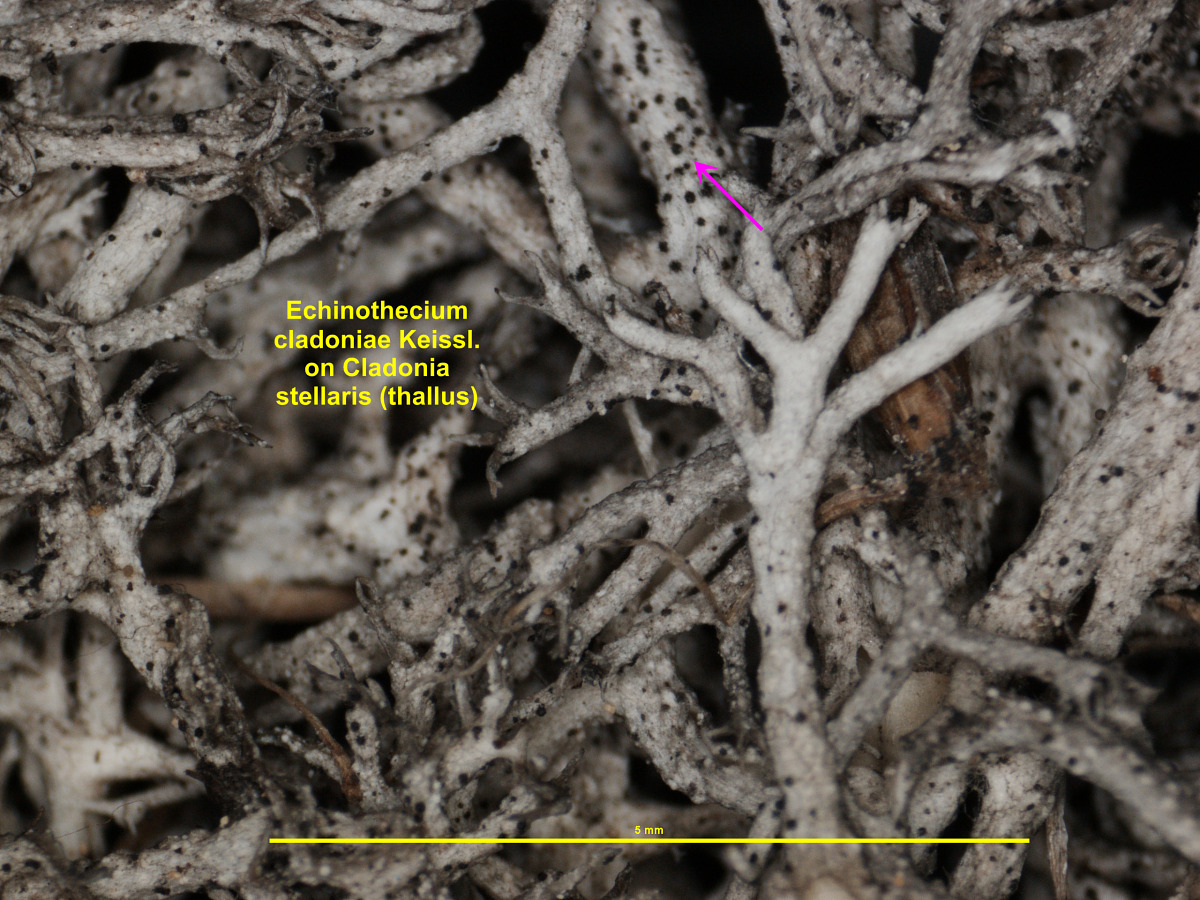 Echinothecium cladoniae image