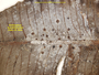 Echinoplaca leucotrichoides image