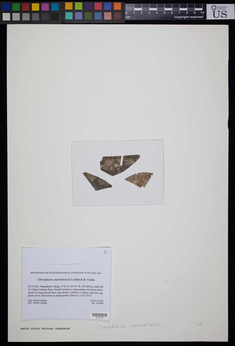 Chroodiscus australiensis image