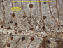 Echinoplaca leucotrichoides image