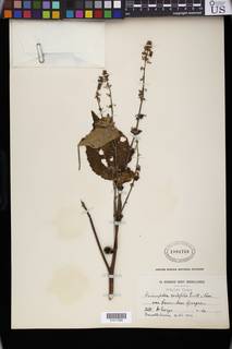 Triumfetta cordifolia var. tomentosa image