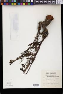 Triumfetta welwitschii image