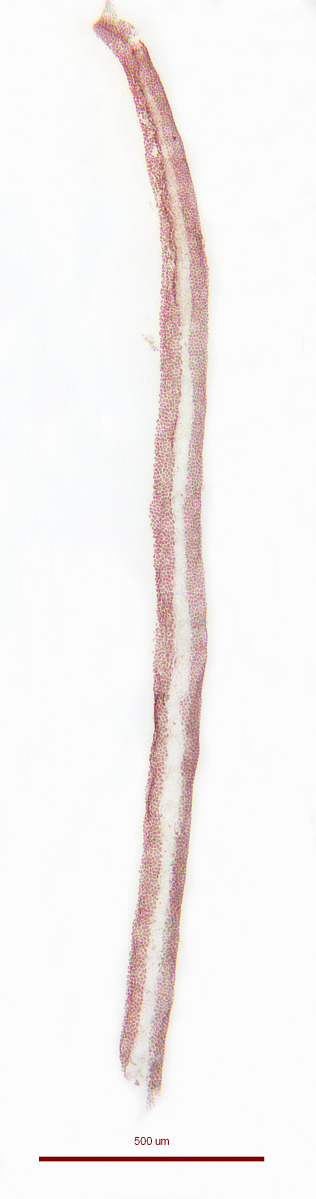 Rhodymeniaceae image