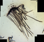 Herposiphonia littoralis image