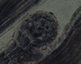 Herposiphonia littoralis image