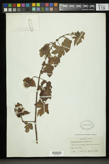 Image of Gossypium arboreum