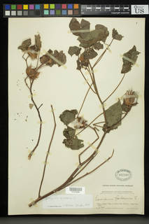 Gossypium herbaceum image