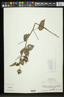 Hibiscus costatus image