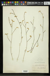 Hibiscus denudatus image