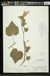 Hibiscus furcellatus image