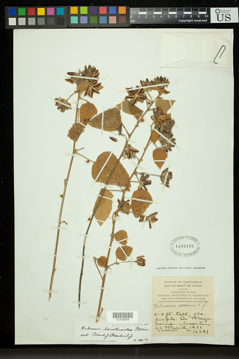 Hibiscus lavateroides image
