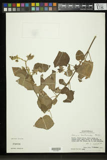 Hibiscus lavateroides image