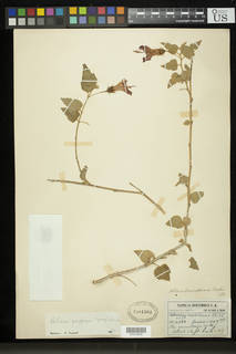 Image of Hibiscus poeppigii