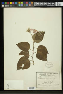 Hibiscus rosa-sinensis var. rosa-sinensis image