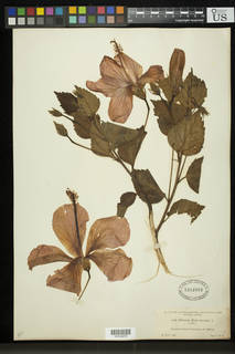 Hibiscus rosa-sinensis var. rosa-sinensis image