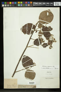 Hibiscus sororius image