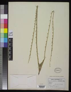 Agave angustifolia var. angustifolia image