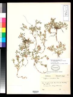 Trifolium monanthum subsp. grantianum image