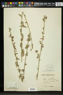 Image of Hibiscus aponeurus
