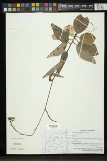 Hibiscus corymbosus image