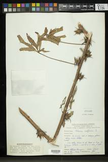 Image of Hibiscus cannabinus