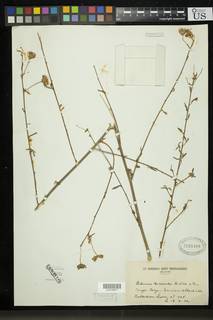Image of Hibiscus debeerstii