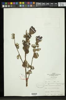 Image of Hibiscus diversifolius