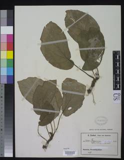 Image of Begonia ciliobracteata