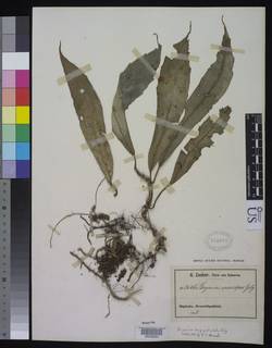 Image of Begonia longipetiolata