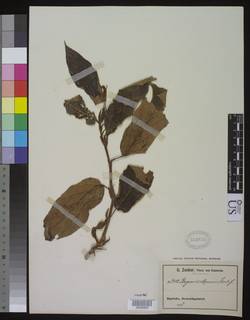 Image of Begonia mannii