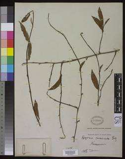 Image of Begonia polygonoides