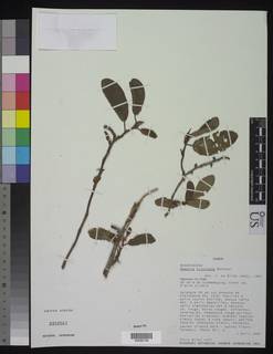 Begonia kisuluana image