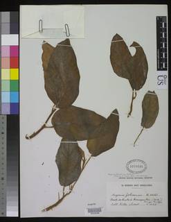 Image of Begonia kisuluana