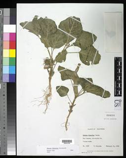 Image of Datura discolor