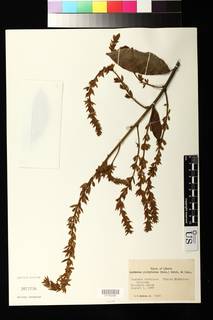 Combretum platypterum image