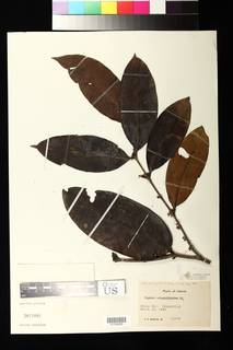 Image of Eugenia calophylloides