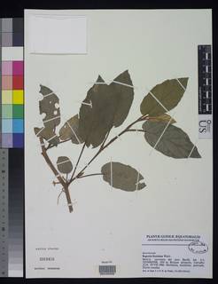 Image of Begonia fusialata