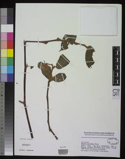 Image of Begonia oxyanthera