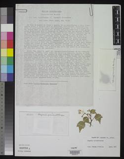 Image of Begonia prismatocarpa