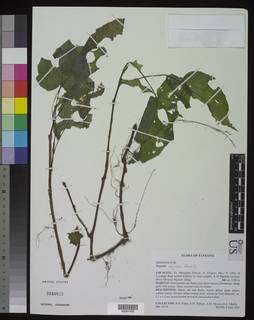 Image of Begonia oxyloba