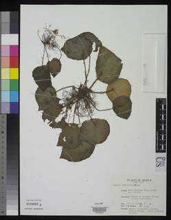 Begonia quadrialata image