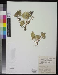 Image of Begonia johnstonii