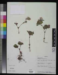Image of Begonia princeae