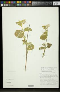 Image of Hibiscus flavifolius