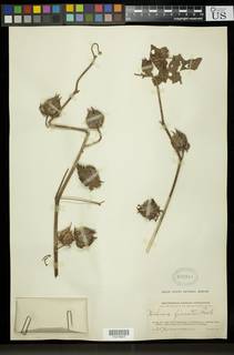 Hibiscus noldeae image