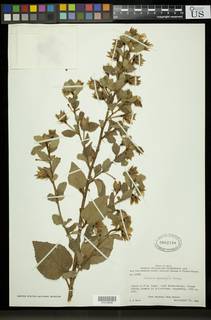 Hibiscus pusillus image