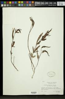 Hibiscus ledermannii image