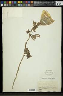 Hibiscus ludwigii image